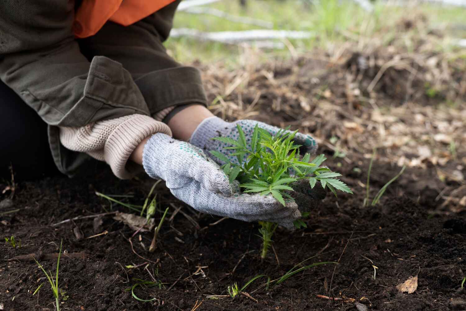 Pittsville, MD Tree Service Company